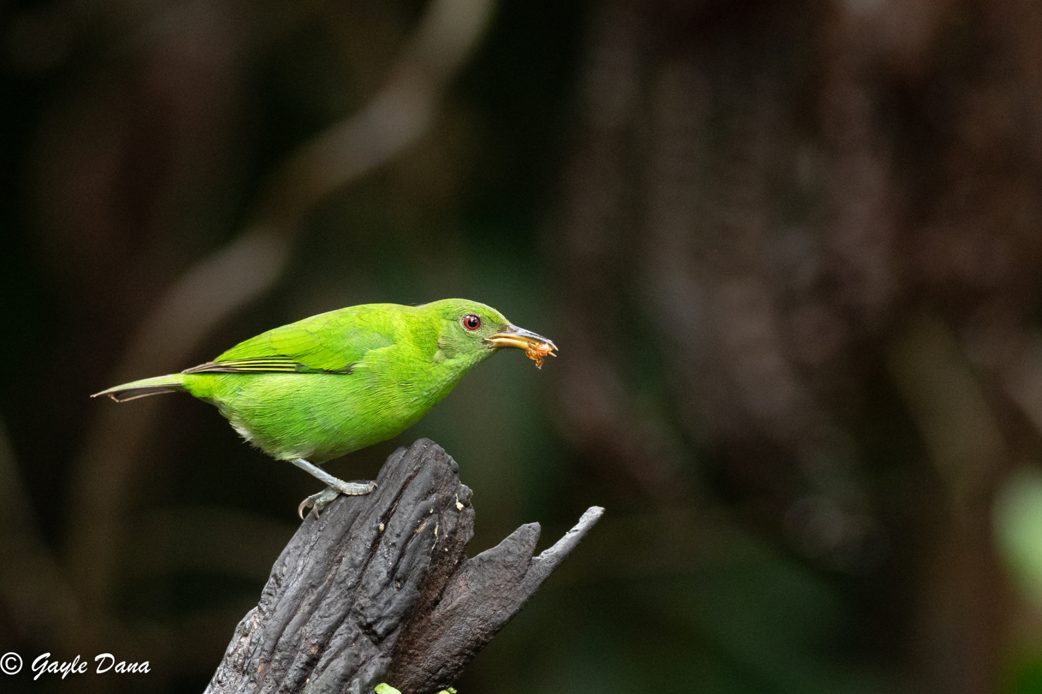 Green Honeycreeper female